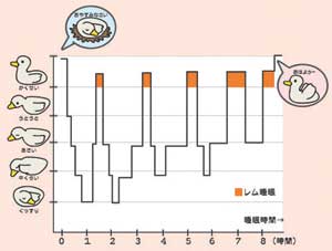 レム睡眠とノンレム睡眠のバランス